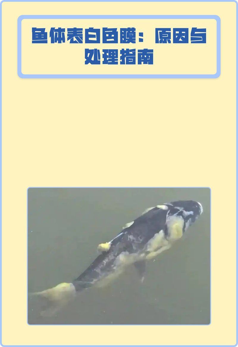 龍魚白膜病復(fù)發(fā)后如何治療，關(guān)于龍魚白膜病復(fù)發(fā)的一些建議