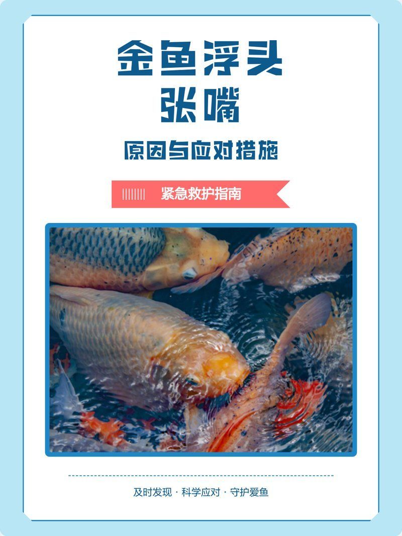 如何預(yù)防金魚浮頭 如何預(yù)防金魚浮頭 龍魚百科 第9張