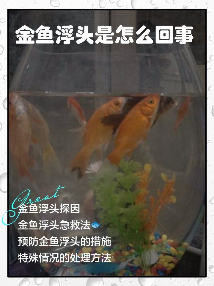 如何預(yù)防金魚浮頭 如何預(yù)防金魚浮頭 龍魚百科 第10張