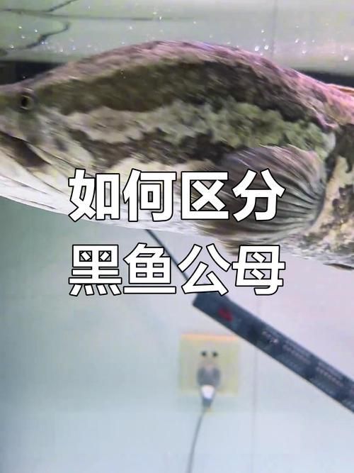 如何鑒別黑帝王魟魚的品相和性別？，如何鑒別黑帝王魟魚