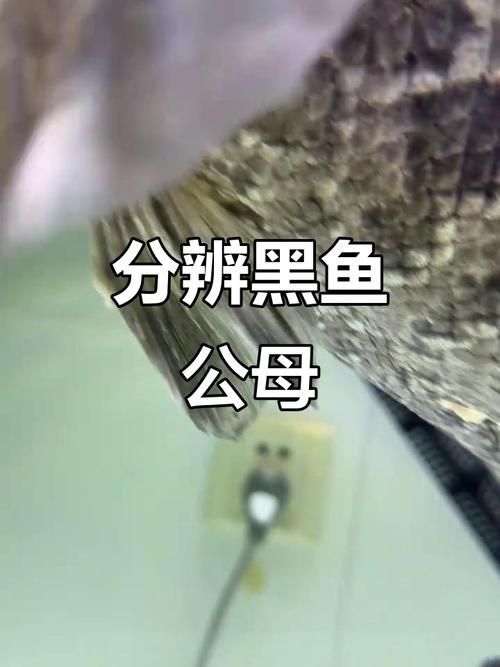 如何鑒別黑帝王魟魚的品相和性別？，如何鑒別黑帝王魟魚