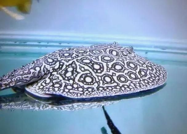 如何鑒別黑帝王魟魚的品相和性別？，如何鑒別黑帝王魟魚