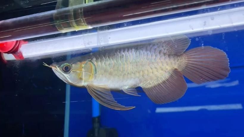 短身紅龍魚有哪些品種？，短身紅龍魚有哪些品種