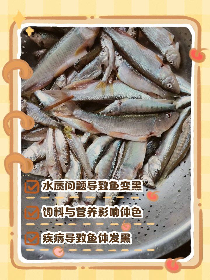 魚背發(fā)黑能自愈嗎，蝴蝶鯉背部發(fā)黑是怎么回事 魚背發(fā)黑能自愈嗎，蝴蝶鯉背部發(fā)黑是怎么回事 龍魚百科 第2張