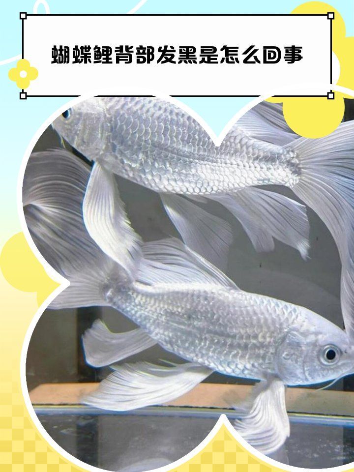 魚背發(fā)黑能自愈嗎，蝴蝶鯉背部發(fā)黑是怎么回事 魚背發(fā)黑能自愈嗎，蝴蝶鯉背部發(fā)黑是怎么回事 龍魚百科 第1張