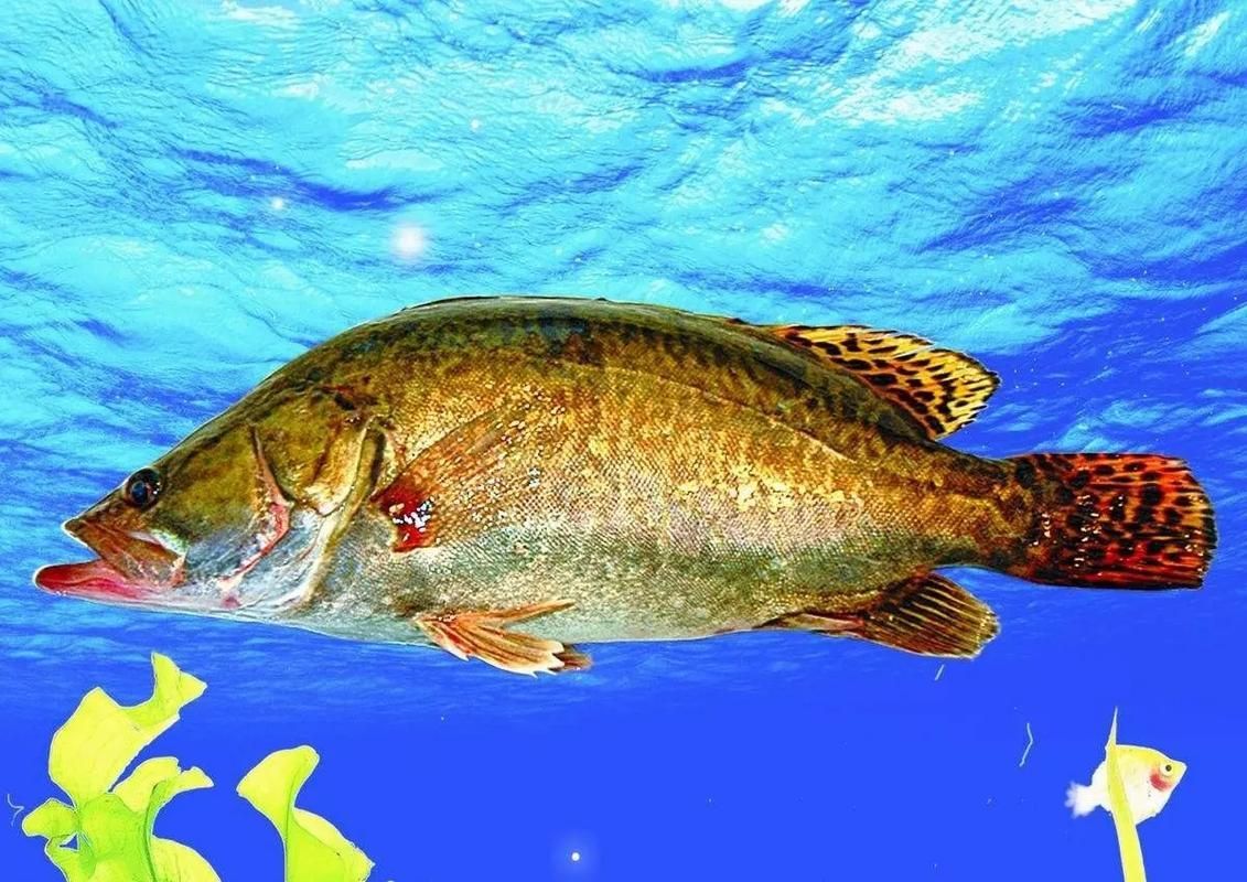 能否提供更多世界上最貴的食用魚圖片，世界上最貴的魚類有哪些