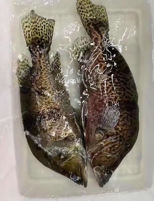 能否提供更多世界上最貴的食用魚圖片，世界上最貴的魚類有哪些