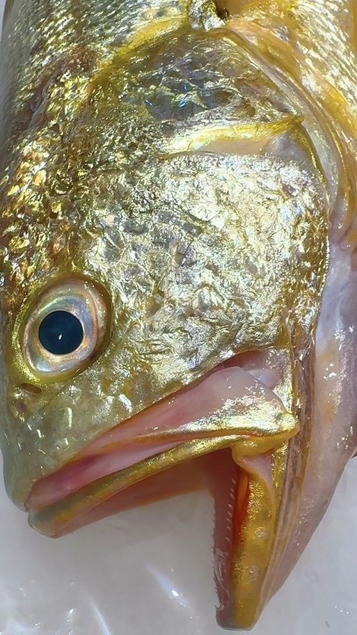 能否提供更多世界上最貴的食用魚圖片，世界上最貴的魚類有哪些