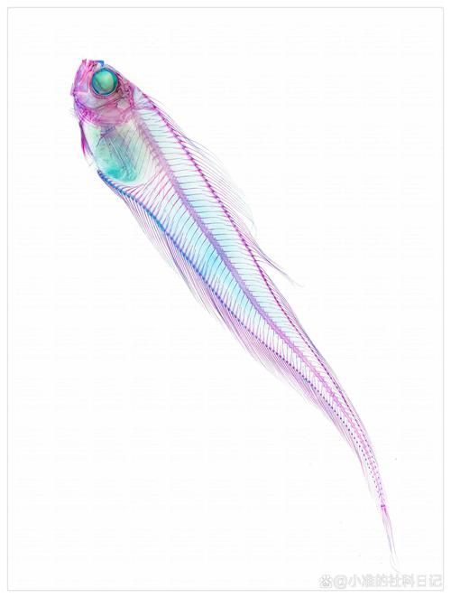 細(xì)線銀版魚(yú)，版魚(yú)（pristellamaxillaris）詳解
