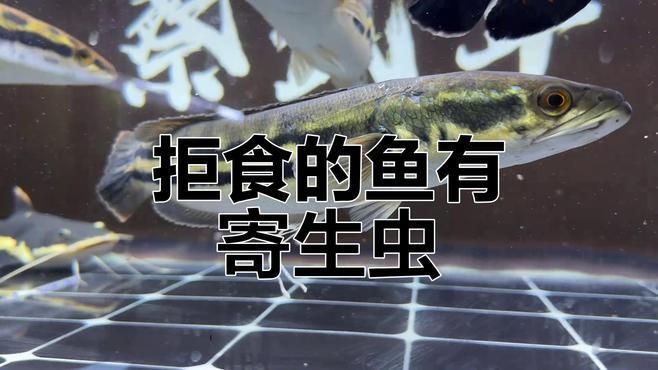 哪種藥物對龍魚寄生蟲最安全，吡喹酮對龍魚寄生蟲最安全
