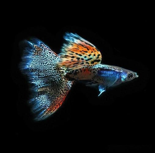 如何判斷孔雀魚患病種類，arxiv論文助手可輔助獲取水族病理學相關研究論文