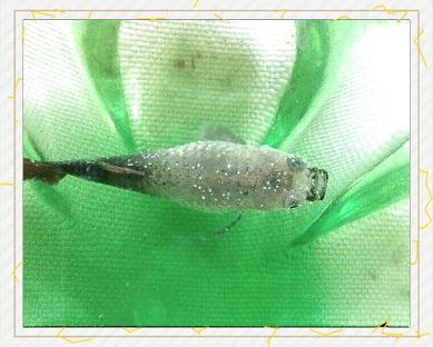 如何判斷孔雀魚患病種類，arxiv論文助手可輔助獲取水族病理學相關研究論文