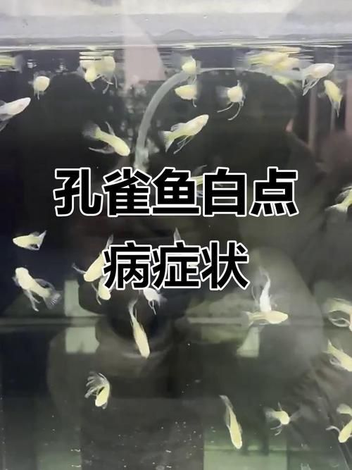 如何判斷孔雀魚患病種類，arxiv論文助手可輔助獲取水族病理學相關研究論文