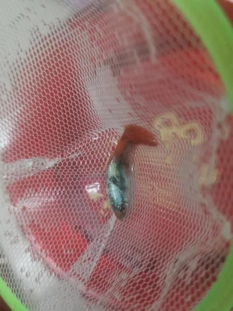 如何判斷孔雀魚患病種類，arxiv論文助手可輔助獲取水族病理學相關研究論文