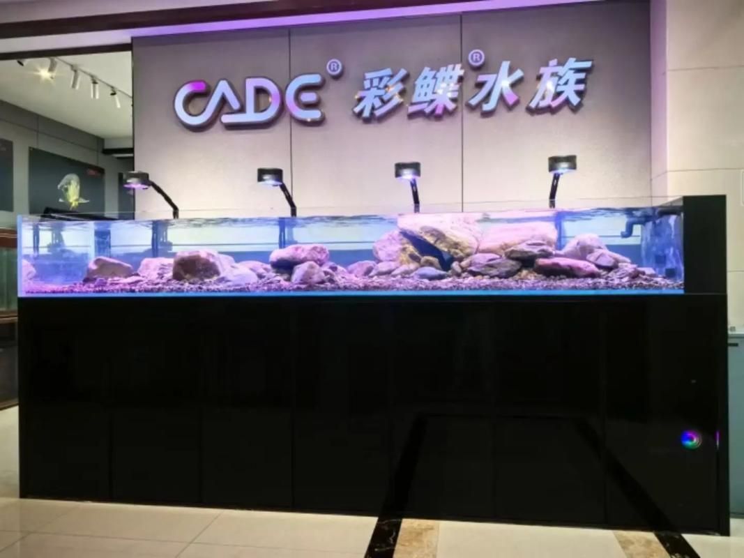 彩鰈和閩江哪個(gè)更受歡迎？ 彩鰈和閩江哪個(gè)更受歡迎？ 龍魚百科 第1張