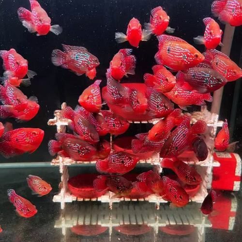 請給出更多關于紅色魚類的圖片，紅色觀賞魚與食用魚的對比 請給出更多關于紅色魚類的圖片，紅色觀賞魚與食用魚的對比 龍魚百科 第11張