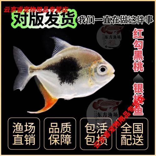 紅勾銀板魚的價格是多少？，紅勾銀板魚價格高達(dá)數(shù)千美元一條在線交易平臺上價格低一些