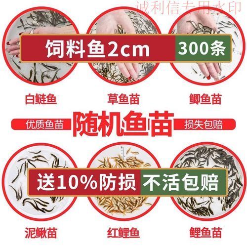推薦一些適合紅龍幼苗的飼料，海豚龍魚飼料