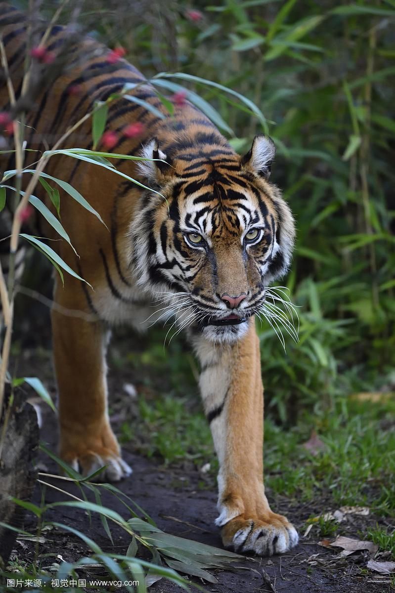 印尼四紋虎的飼養方法，印尼四紋虎的飼養方法（pantheratigrissumatrae）