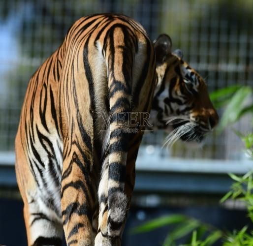 印尼四紋虎的飼養方法，印尼四紋虎的飼養方法（pantheratigrissumatrae）