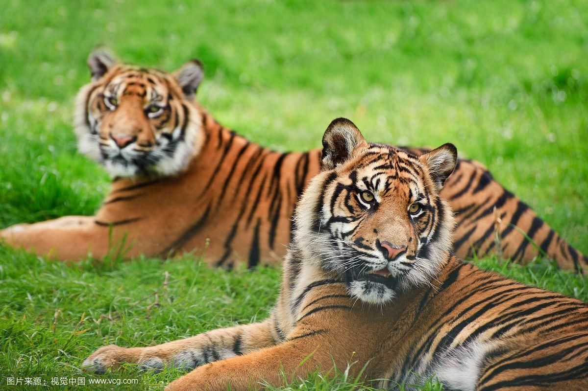 印尼四紋虎的飼養方法，印尼四紋虎的飼養方法（pantheratigrissumatrae）