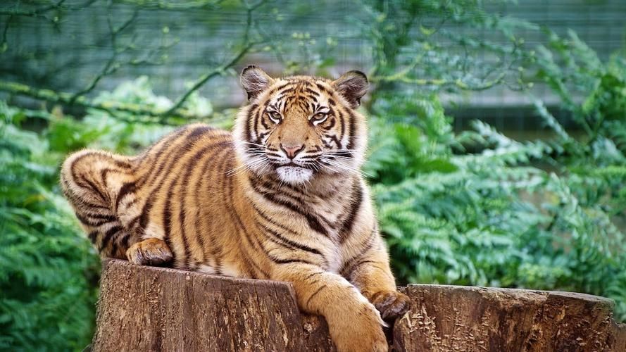 印尼四紋虎的飼養方法，印尼四紋虎的飼養方法（pantheratigrissumatrae）