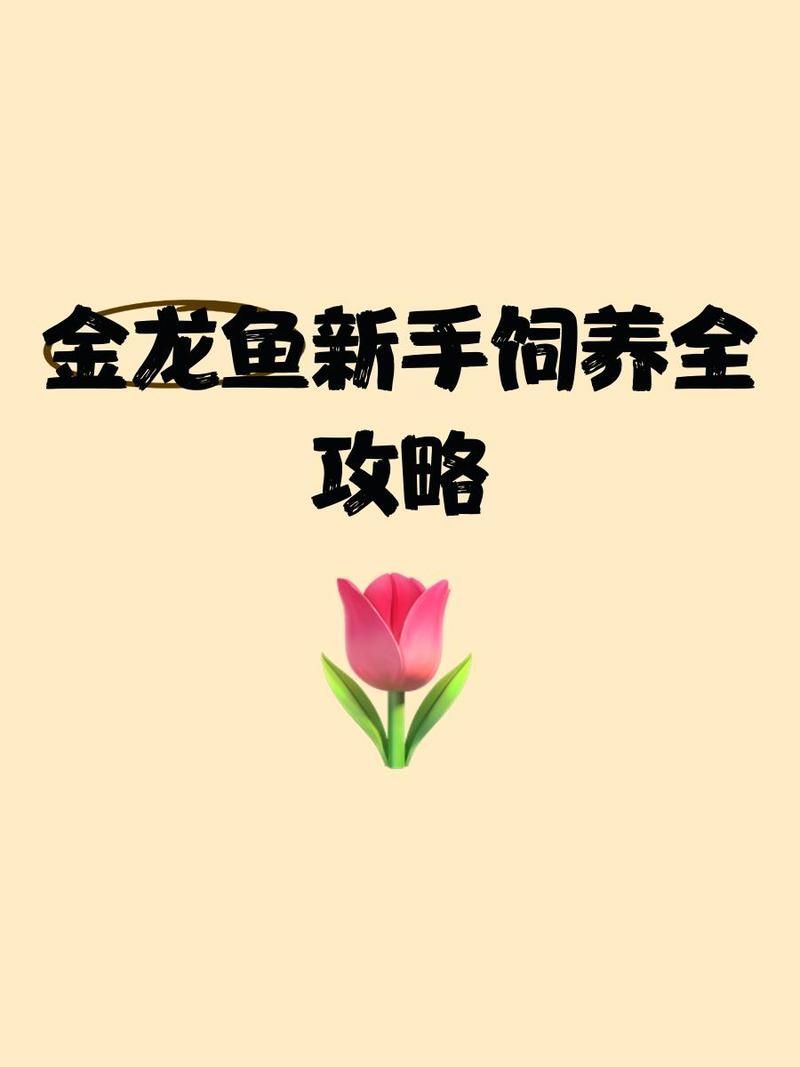 高背金龍魚(yú)如何飼養(yǎng)？，高背金龍魚(yú)的飼養(yǎng)方法