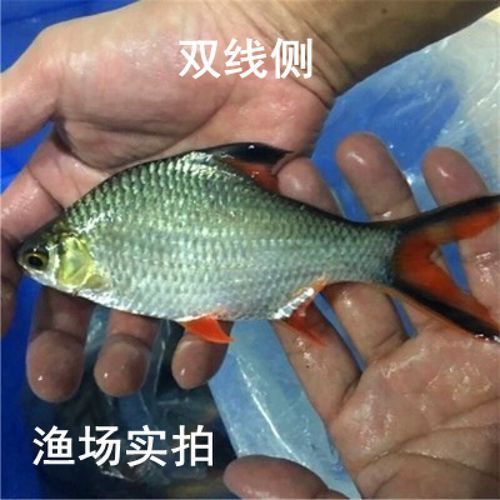 雙線側魚有哪些品種，雙線側魚有哪些價格變種，