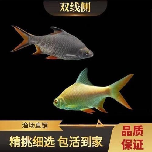 雙線側魚有哪些品種，雙線側魚有哪些價格變種，
