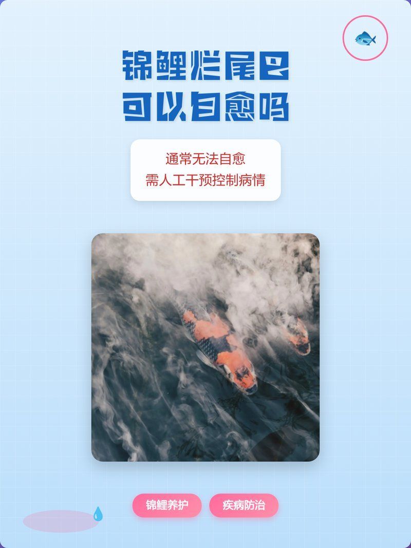 錦鯉魚爛尾病有哪些癥狀，錦鯉爛尾怎么辦