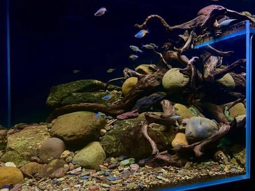 龍魚魚缸排行榜前十名有哪些？，龍魚新中式紫檀魚缸排行榜 龍魚魚缸排行榜前十名有哪些？，龍魚新中式紫檀魚缸排行榜 龍魚百科 第16張
