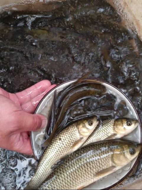 如何預(yù)防魚體潰爛的發(fā)生，arxiv論文助手arxiv論文助手arxiv論文助手 如何預(yù)防魚體潰爛的發(fā)生，arxiv論文助手arxiv論文助手arxiv論文助手 龍魚百科 第8張