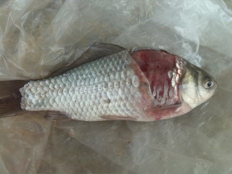 如何預(yù)防魚體潰爛的發(fā)生，arxiv論文助手arxiv論文助手arxiv論文助手 如何預(yù)防魚體潰爛的發(fā)生，arxiv論文助手arxiv論文助手arxiv論文助手 龍魚百科 第10張