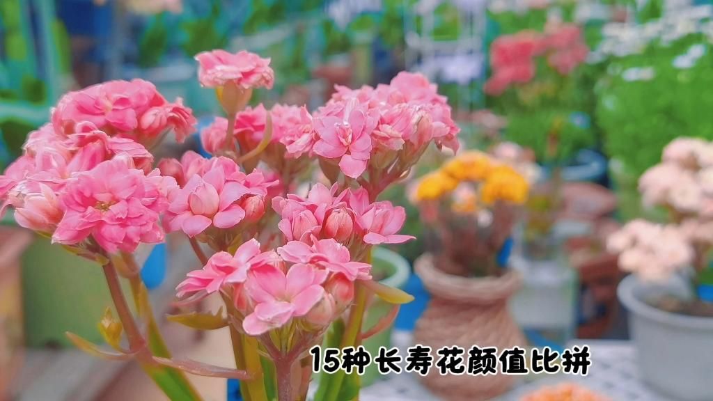長(zhǎng)壽花有哪些品種，長(zhǎng)壽花的品種繁多，可以分為以下幾個(gè)主要類(lèi)別 長(zhǎng)壽花有哪些品種，長(zhǎng)壽花的品種繁多，可以分為以下幾個(gè)主要類(lèi)別 龍魚(yú)百科 第2張