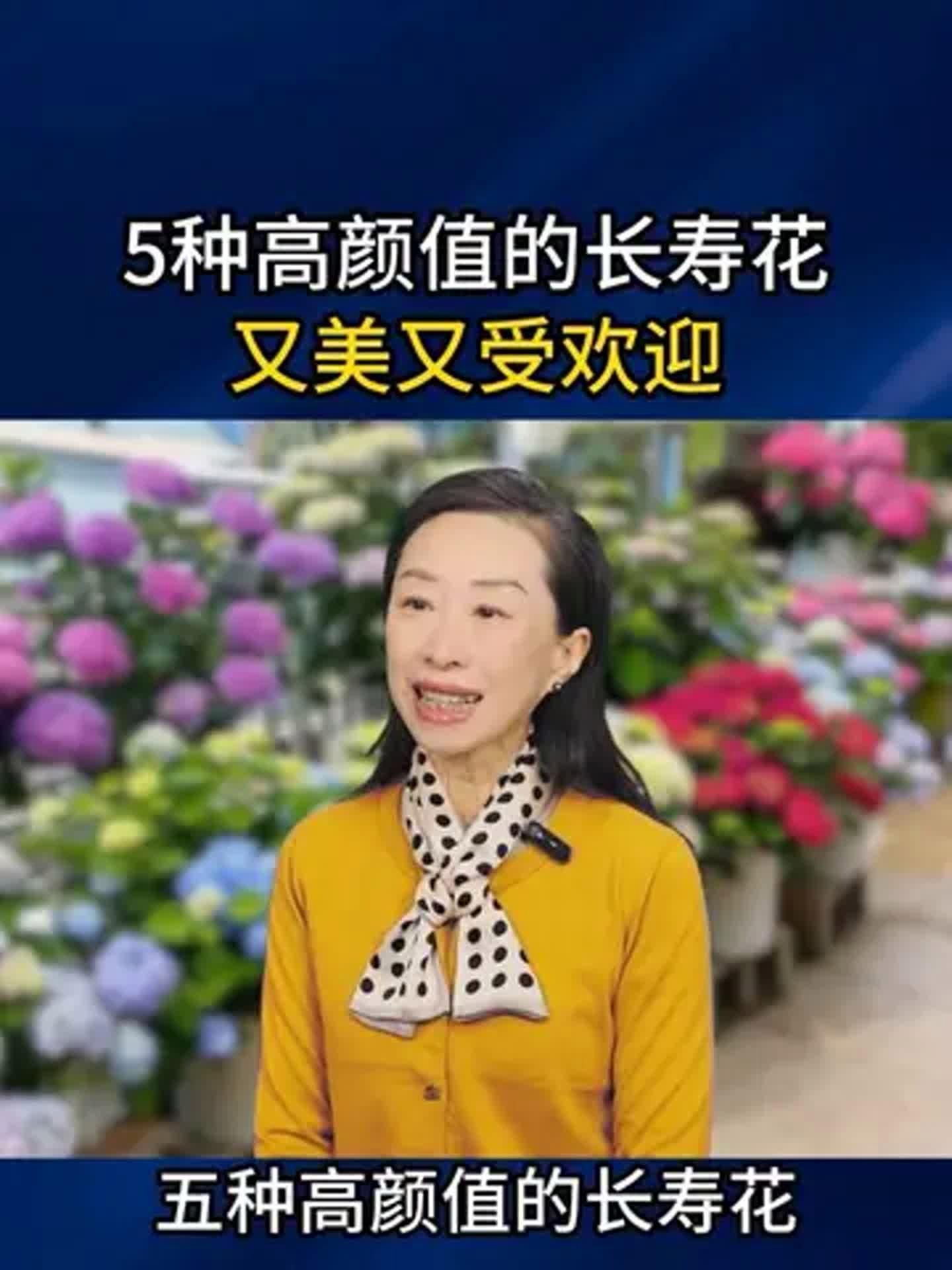 長(zhǎng)壽花有哪些品種，長(zhǎng)壽花的品種繁多，可以分為以下幾個(gè)主要類(lèi)別 長(zhǎng)壽花有哪些品種，長(zhǎng)壽花的品種繁多，可以分為以下幾個(gè)主要類(lèi)別 龍魚(yú)百科 第1張