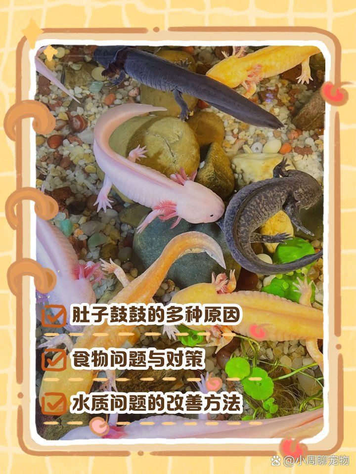 龍魚肚子脹氣鼓包如何治療，魚肚子脹氣鼓包可能是由于多種原因引起的，治療方法僅供參考