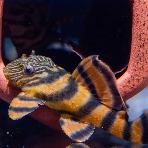 紅老虎魚有哪些品種？