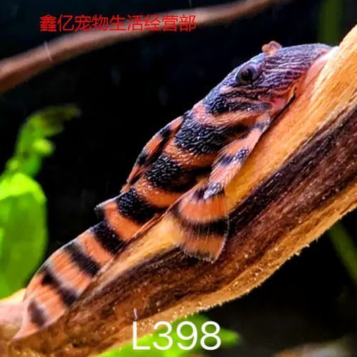 紅老虎魚有哪些品種？