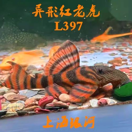 紅老虎魚有哪些品種？