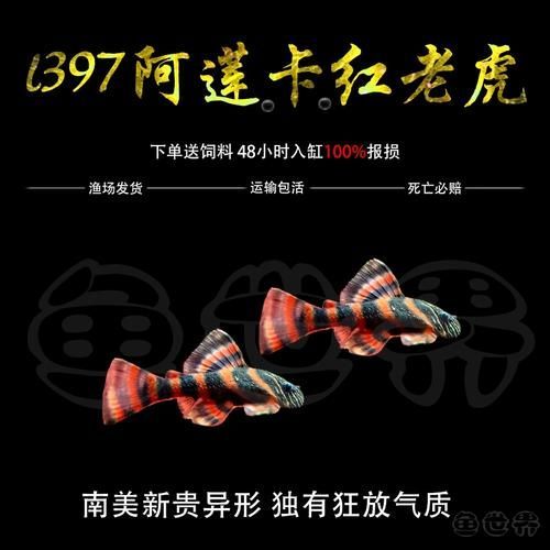 紅老虎魚有哪些品種？