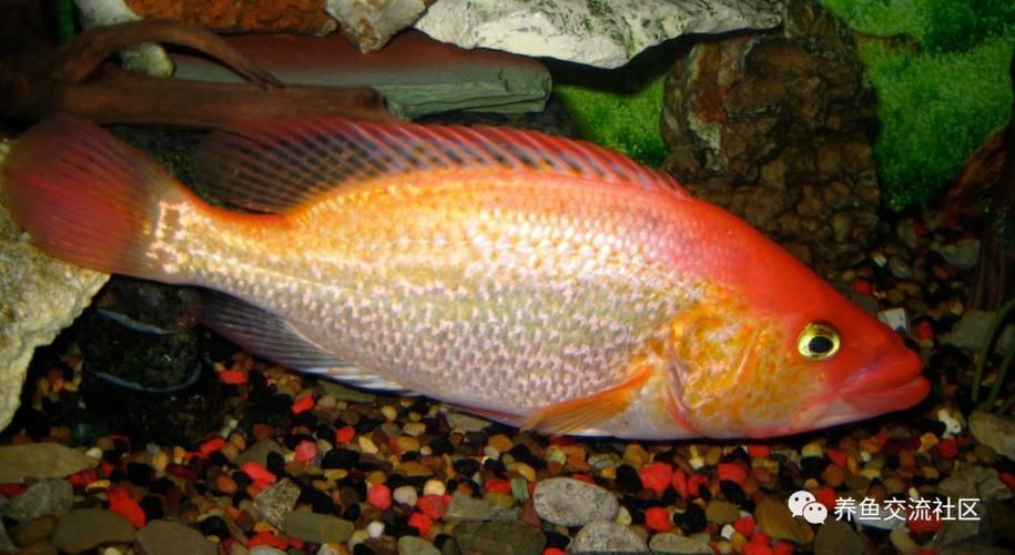 紅老虎魚有哪些品種？