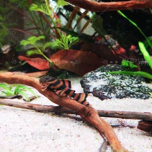 紅老虎魚有哪些品種？