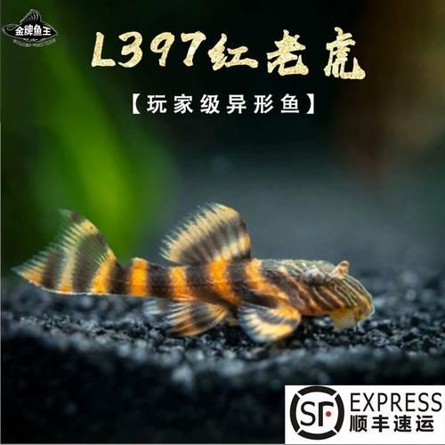 紅老虎魚有哪些品種？