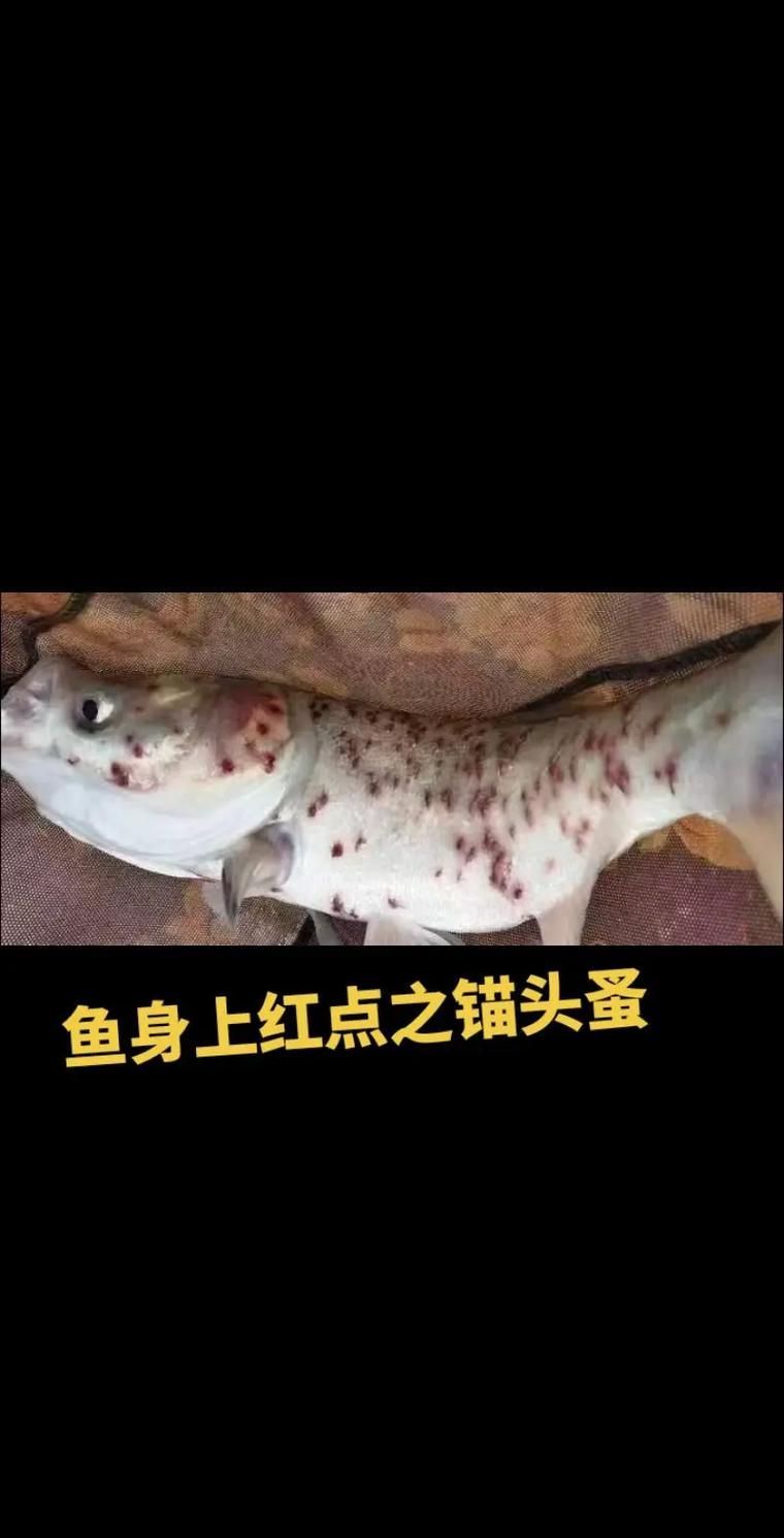 外寄對紅龍魚有哪些影響，紅龍魚外寄生蟲對紅龍魚的影響是觀賞魚養殖中極為關鍵的健康威脅