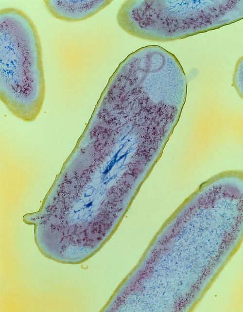 菌鰒和蟲鰓的治療方法有哪些，權威醫學治療“蟲鰓”和“腸道寄生蟲感染”治療方法
