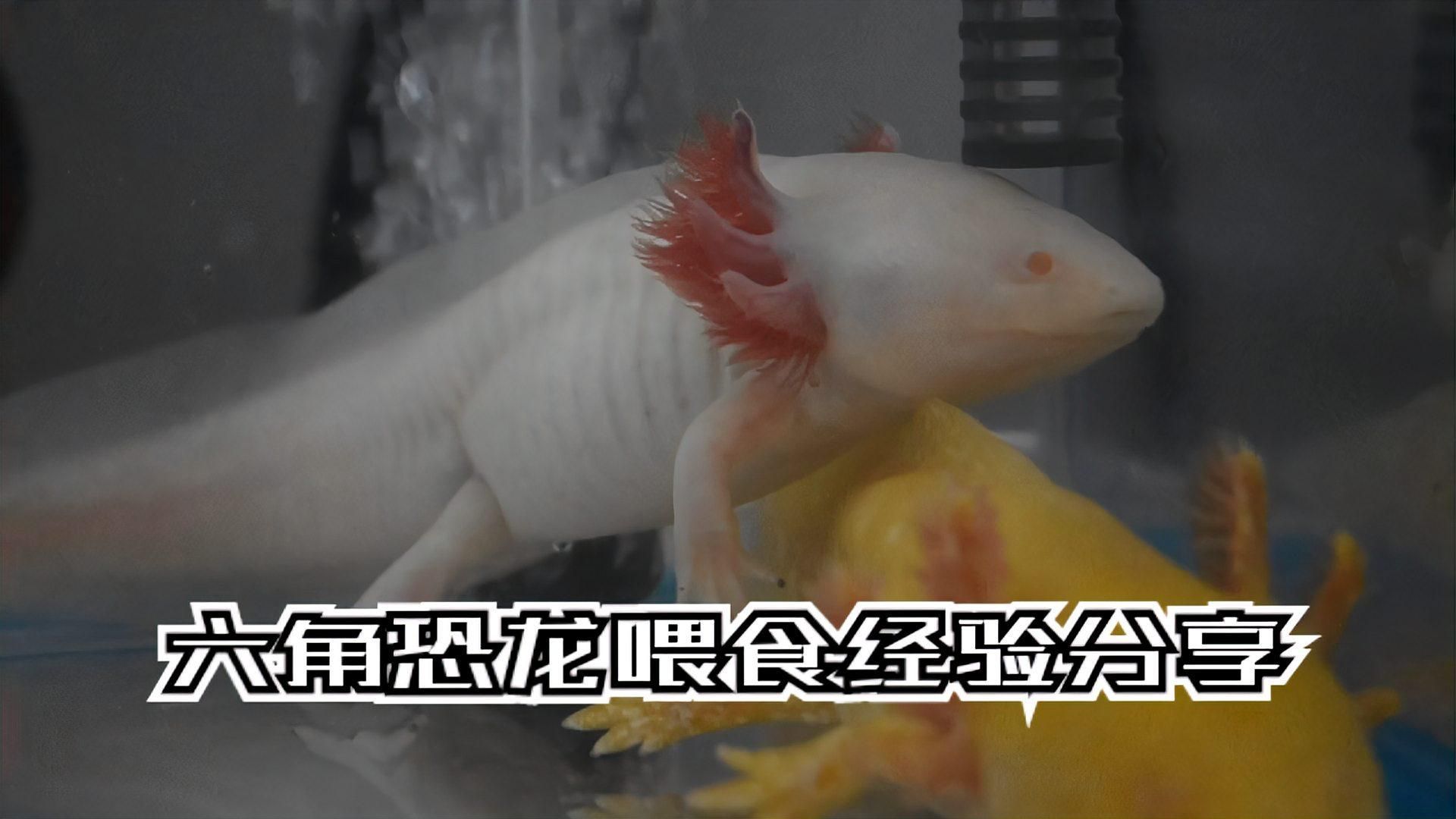 六角恐龍多久喂一次，六角恐龍喂食頻率與量全解析