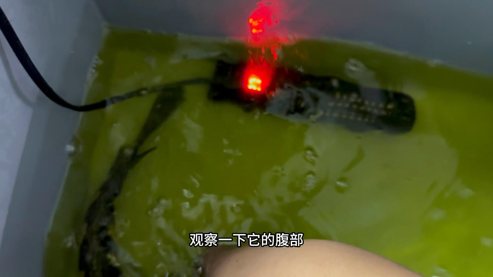 雷龍魚跳缸后如何護理，雷龍魚跳缸后的護理關鍵在于,快速判斷狀態、科學搶救與分階段恢復管理