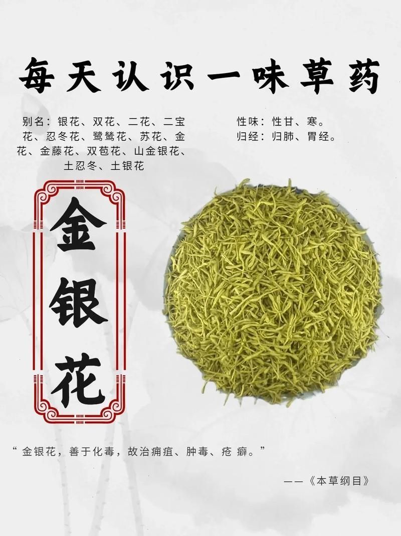 有哪些中草藥可以預防龍魚蒙眼，中草藥預防龍魚蒙眼 有哪些中草藥可以預防龍魚蒙眼，中草藥預防龍魚蒙眼 龍魚百科 第6張
