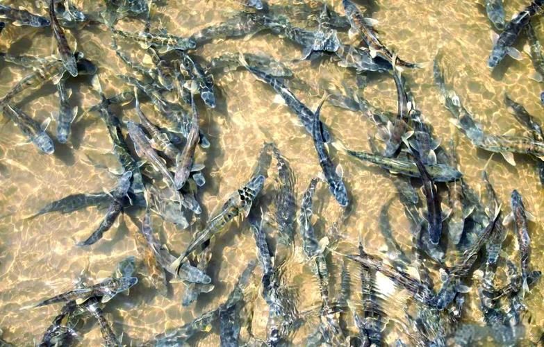 哪些魚類恢復速度最快，哪些魚類恢復速度最快？