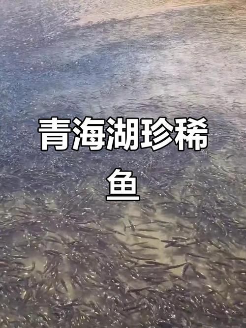 哪些魚類恢復速度最快，哪些魚類恢復速度最快？